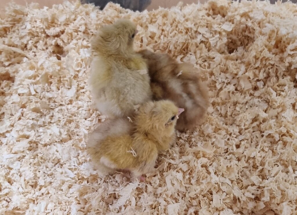 Image of Science Creche - Chick Hatching